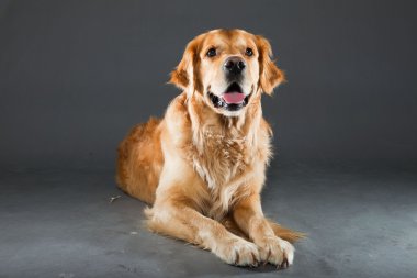 Golden retriever köpeği.