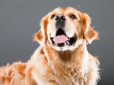 Golden retriever köpeği.