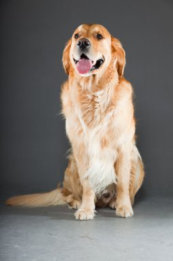 Golden retriever köpeği.