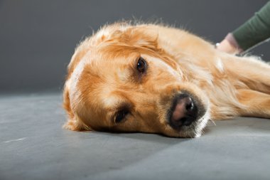Golden retriever köpeği.