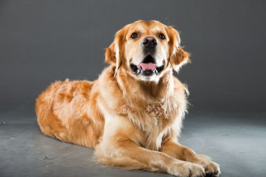 Golden retriever köpeği.