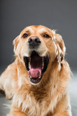 Golden retriever köpeği.