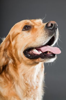 Golden retriever köpeği.