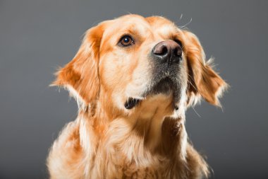 Golden retriever köpeği.