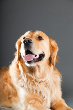 Golden retriever köpeği.