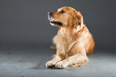 Golden retriever köpeği.