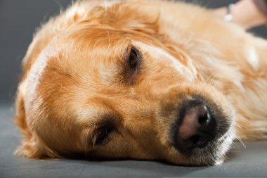 Golden retriever köpeği.