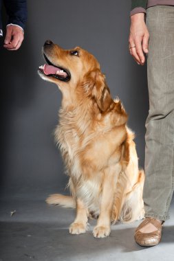 Golden retriever köpeği.