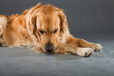 Golden retriever köpeği.