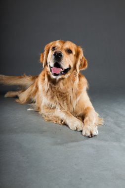 Golden retriever köpeği.