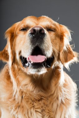 Golden retriever köpeği.