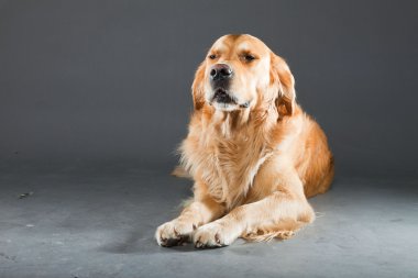 Golden retriever köpeği.