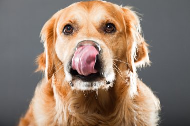 Golden retriever köpeği.