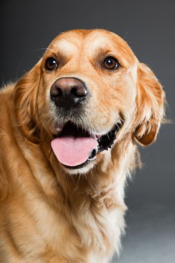 Golden retriever köpeği.