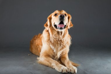 Golden retriever köpeği.