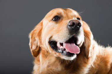 Golden retriever köpeği.