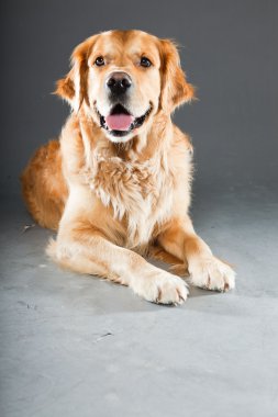 Golden retriever köpeği.