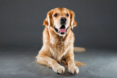 Golden retriever köpeği.