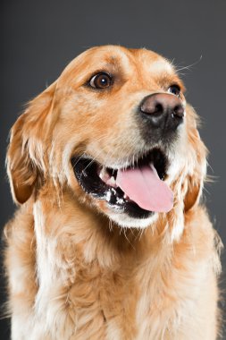 Golden retriever köpeği.