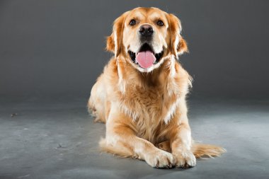 Golden retriever köpeği.