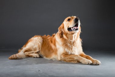 Golden retriever köpeği.