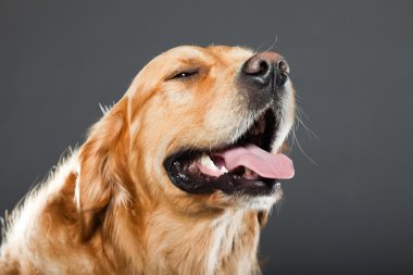 Golden retriever köpeği.