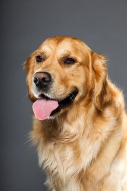 Golden retriever dog. clipart