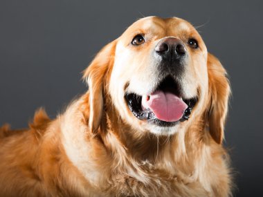 Golden retriever köpeği.