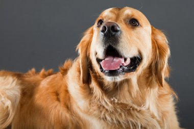 Golden retriever köpeği.