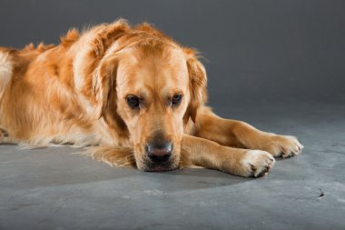 Golden retriever köpeği.