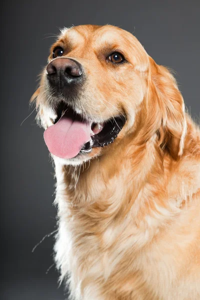 Golden retriever köpeği. — Stok fotoğraf