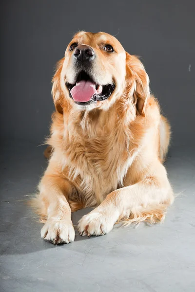 Pies golden retriever. — Zdjęcie stockowe