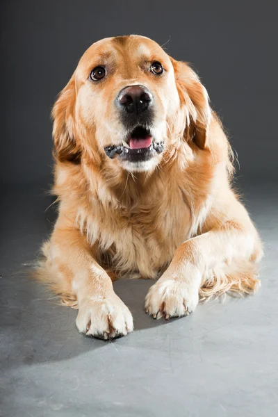 Gouden retriever hond. — Stockfoto