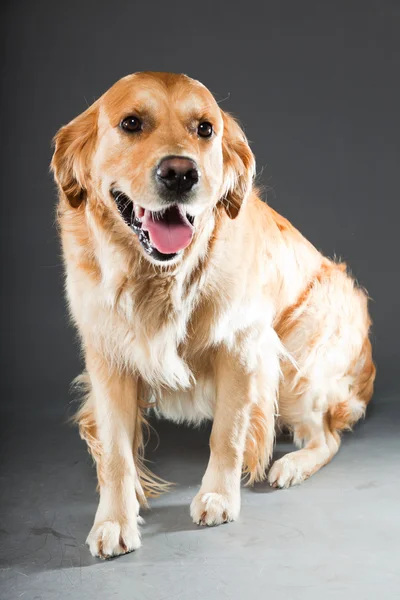 Golden retriever köpeği. — Stok fotoğraf