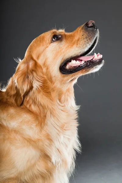 Chien Golden retriever. — Photo