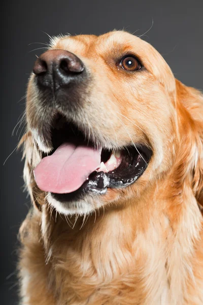 Golden retriever perro. — Foto de Stock