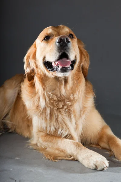 Golden retriever perro. — Foto de Stock
