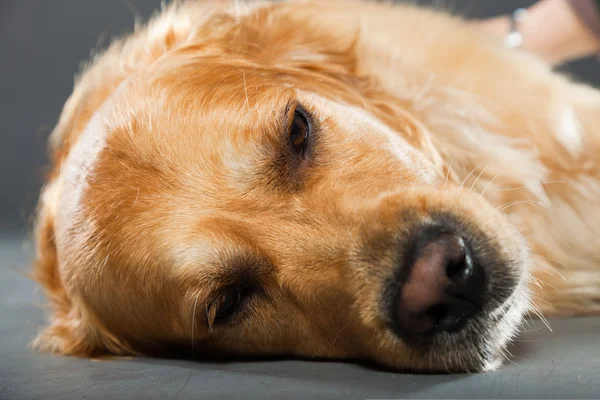 stock image Golden retriever dog.