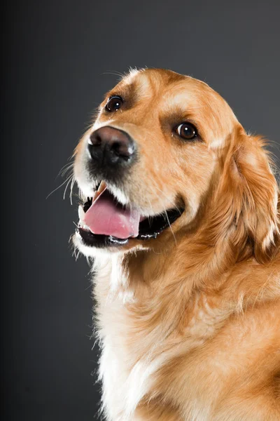 Gouden retriever hond. — Stockfoto