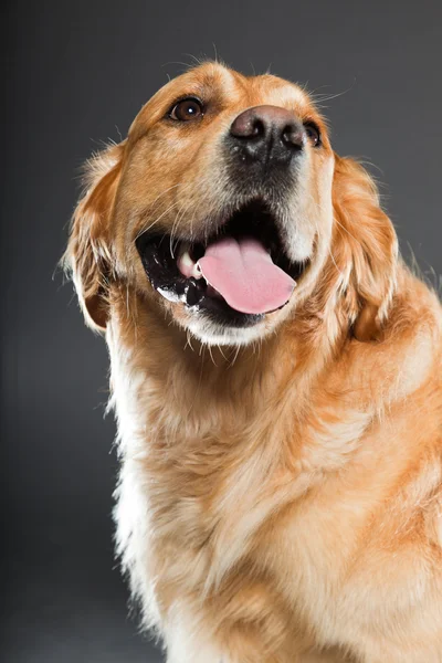 Golden retriever perro. —  Fotos de Stock