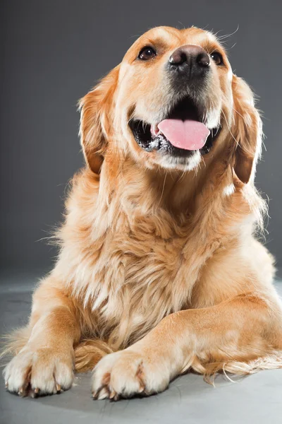 Golden retriever perro. — Foto de Stock