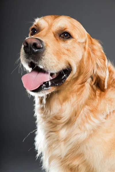Golden retriever perro. —  Fotos de Stock