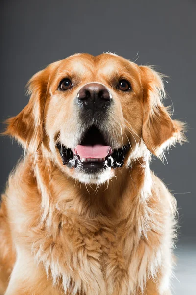 Golden retriever perro. —  Fotos de Stock