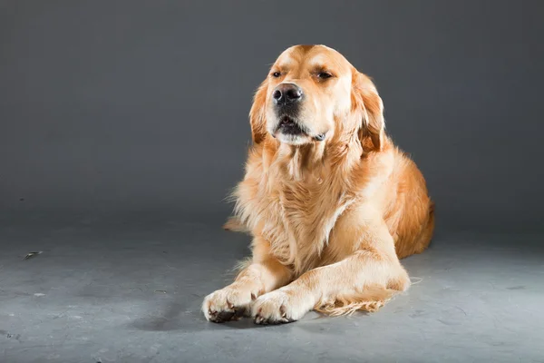 stock image Golden retriever dog.