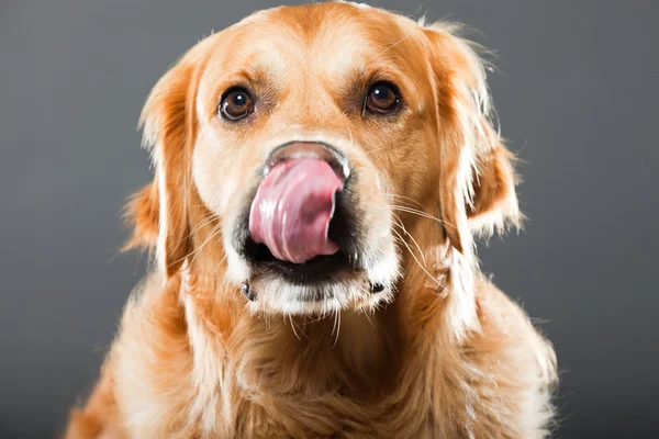 stock image Golden retriever dog.