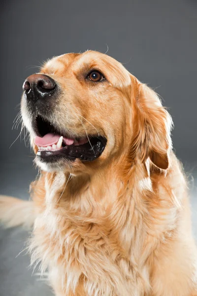 Gouden retriever hond. — Stockfoto