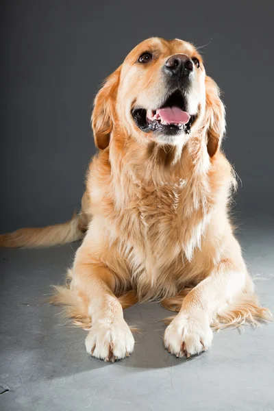 stock image Golden retriever dog.