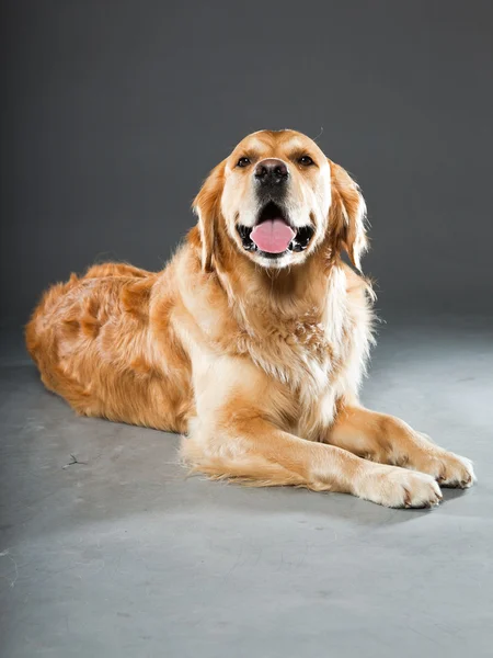 stock image Golden retriever dog.