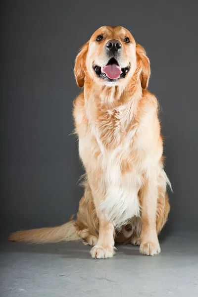 金毛猎犬. — 图库照片