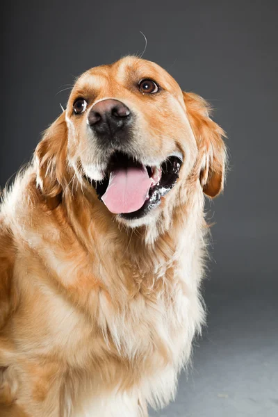 Pies golden retriever. — Zdjęcie stockowe